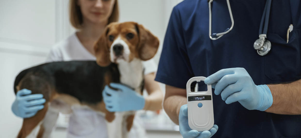 Microchip, tag, or GPS? The ultimate guide to choosing the best identification for your pet