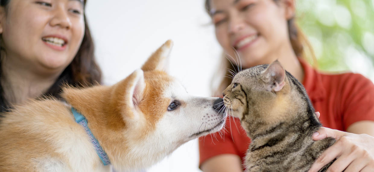 How technology is saving pets: the power of smart tags